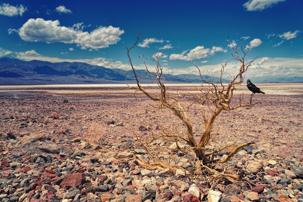 Contra la desertificación y la sequía